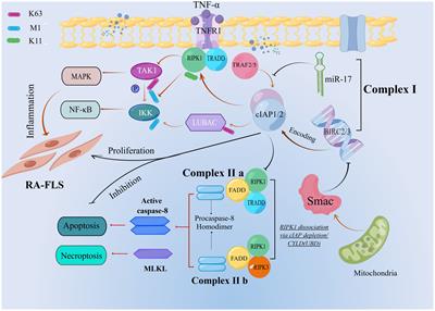 E3 ubiquitin ligase gene BIRC3 modulates TNF-induced cell death pathways and promotes aberrant proliferation in rheumatoid arthritis fibroblast-like synoviocytes